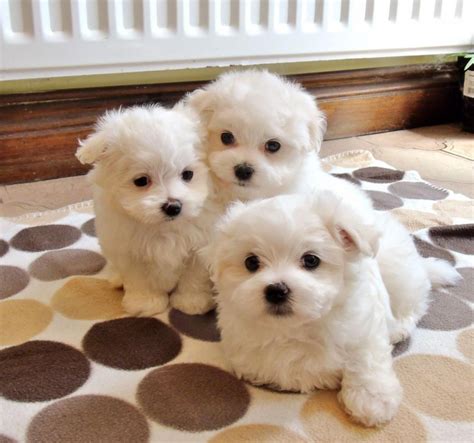 maltese puppies for sale orlando florida|diamond maltese breeders orlando.